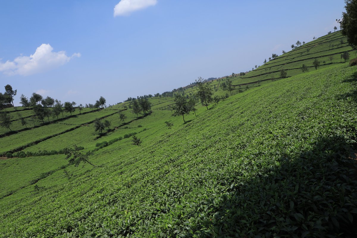 Akarere ka Rutsiro gafite ubwiza nyaburanga abakerarugendo bareba bakishima. Kimwe mu bibugize harimo icyayi cya #Rutsiro ureba ntiwifuze guhumbya. Kiboneka mu mirenge ya Manihira, Rusebeya, Mukura,  Murunda, Gihango, Mushubati, Kivumu, Kigeyo na Nyabirasi. <a href="/RwandaLocalGov/">Ministry of Local Government | Rwanda</a>