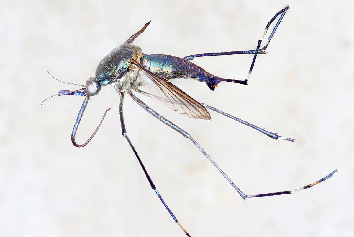 icipe's tweet photo. #Insectoftheweek: we spotlight #Toxorhynchites, the elephant #mosquito genus of 90 species, found on all continents except #Antarctica. They are the largest #mosquitoes, adults reaching 18 mm in length but fortunately they are not blood-feeding. Read more: https://t.co/HtLFHNTKUo https://t.co/XExz84D7Ym