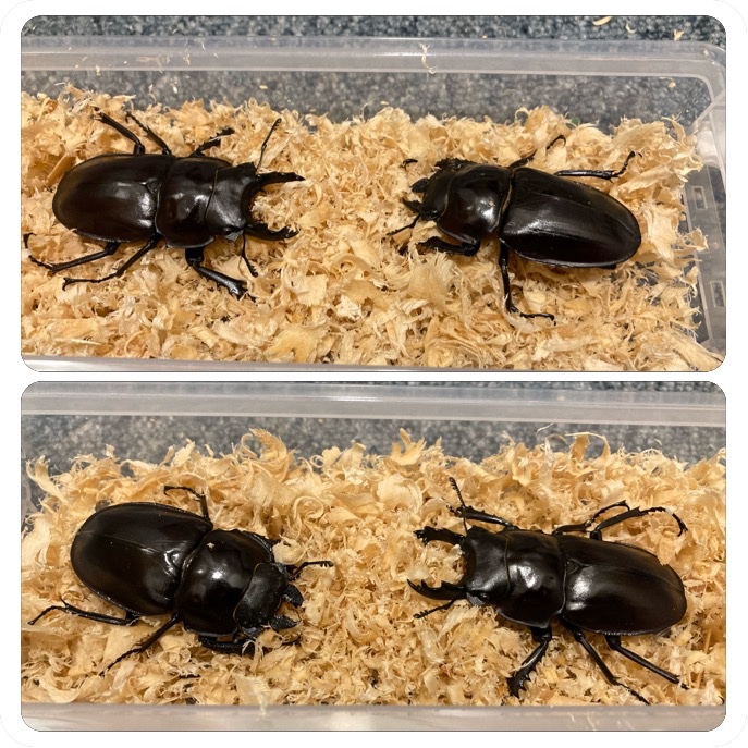 ken_pyo's tweet photo. 三連休最終日は、くわがた村へ。
エロンガトゥスの産卵セットを組もうと産卵材とマットを買いに行ったつもりが、ヤエヤママルバネが居てお迎えしてきました。
このまん丸な感じが可愛い😍
#くわがた村 https://t.co/lAHkRWHtT5