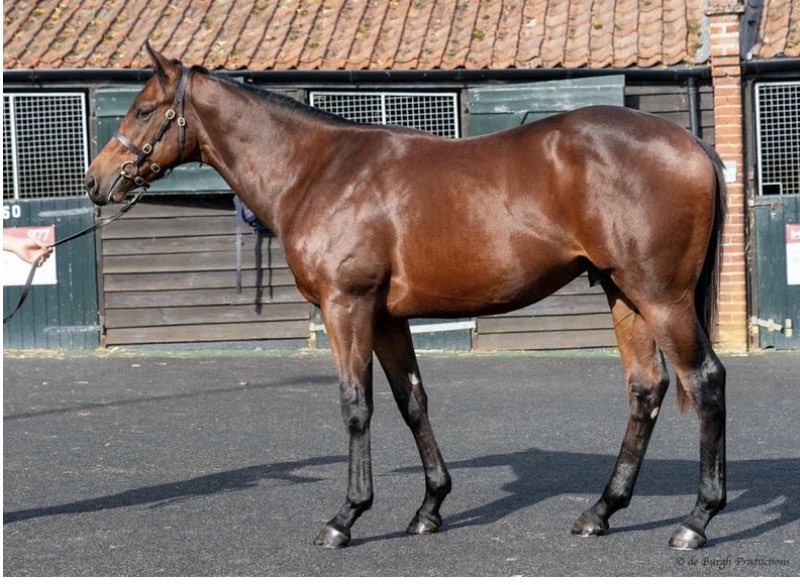 Jack Channon, Armando Duarte and John Kilbride combined to buy our KODIAC colt out of Poesy for 70,000gns this morning ⁦@Tattersalls1766⁩ - look forward to seeing him on the track! #Kodiac