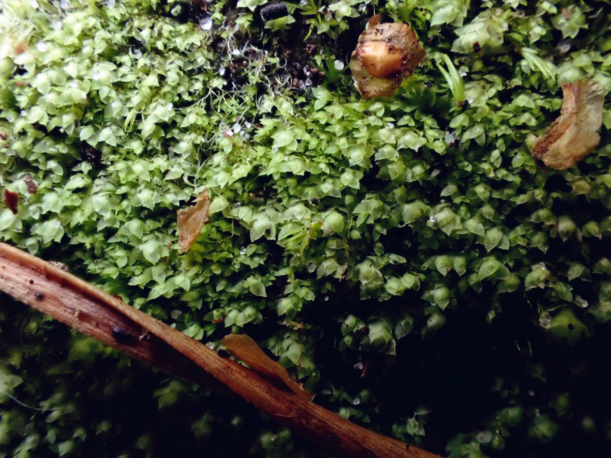 floodenheim's tweet image. Aw forget previous post - when did I ever let shit photography get in the way of posting bryo pics? 

Odontoschisma denudatum
Barbilophozia attentuata + perianths
Harpanthus scutatus +exciting local extras
Scapania umbrosa

Thanks to @Trichocolea for organising #liverworts
