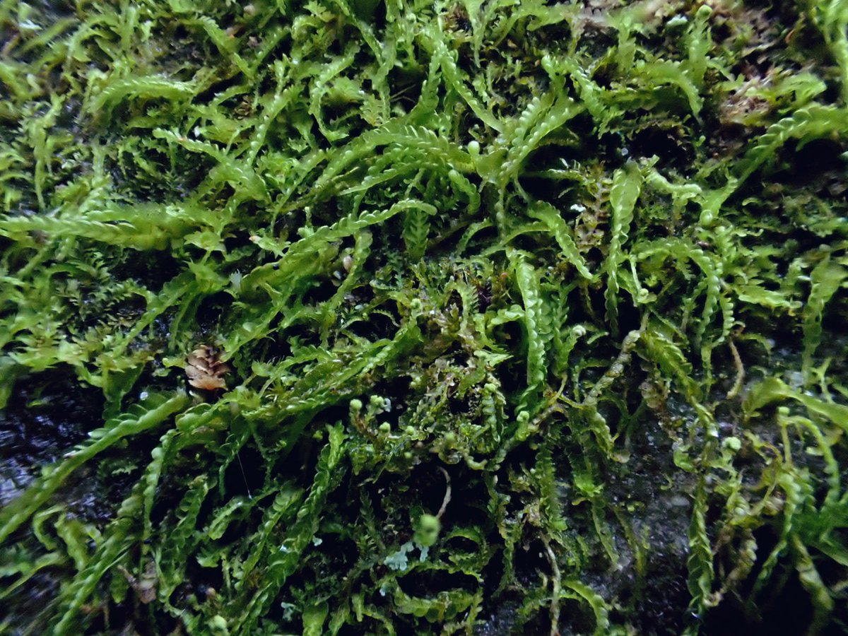 floodenheim's tweet image. Aw forget previous post - when did I ever let shit photography get in the way of posting bryo pics? 

Odontoschisma denudatum
Barbilophozia attentuata + perianths
Harpanthus scutatus +exciting local extras
Scapania umbrosa

Thanks to @Trichocolea for organising #liverworts