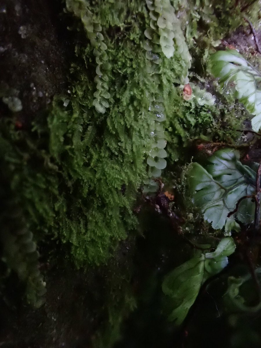 floodenheim's tweet image. Aw forget previous post - when did I ever let shit photography get in the way of posting bryo pics? 

Odontoschisma denudatum
Barbilophozia attentuata + perianths
Harpanthus scutatus +exciting local extras
Scapania umbrosa

Thanks to @Trichocolea for organising #liverworts