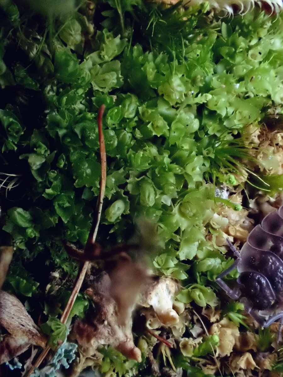 floodenheim's tweet image. Aw forget previous post - when did I ever let shit photography get in the way of posting bryo pics? 

Odontoschisma denudatum
Barbilophozia attentuata + perianths
Harpanthus scutatus +exciting local extras
Scapania umbrosa

Thanks to @Trichocolea for organising #liverworts