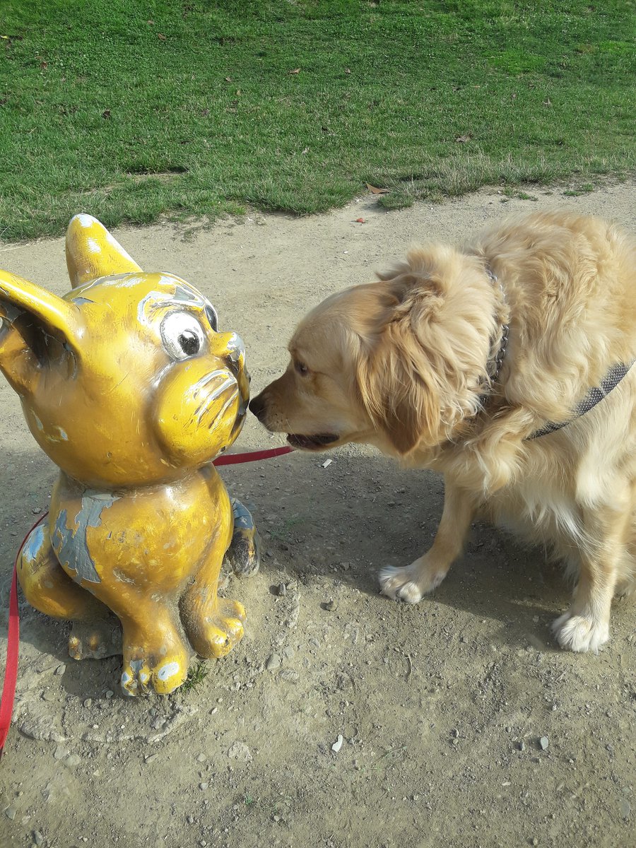 Kedilere karşı eğitim verirken😛