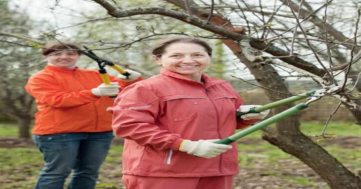 Tree On Rv Rv Tree Care (@RvTreecare) / Posts / X