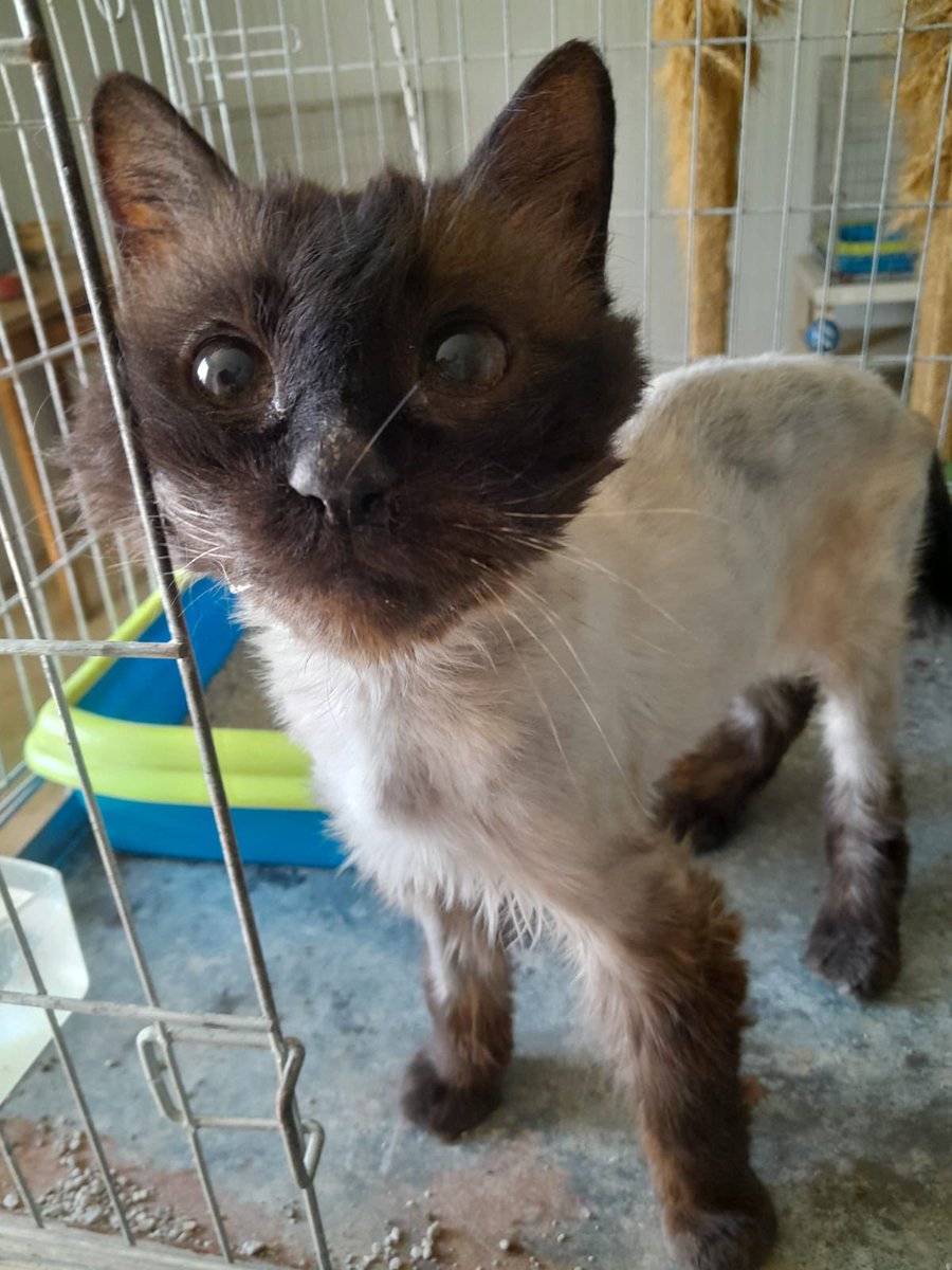 Chic@s necesitamos pagar la residencia de Nube por favor 🐾🙏 Son 70€ y aún no llevamos nada. Seguimos arrastrando facturas del verano por favor. Nube es la última que sacamos del zoosanitario Sevilla 🙏🙏🐾🐾 Bizum 651179682 Cuenta: ES93 1465 0130 04 1726790366