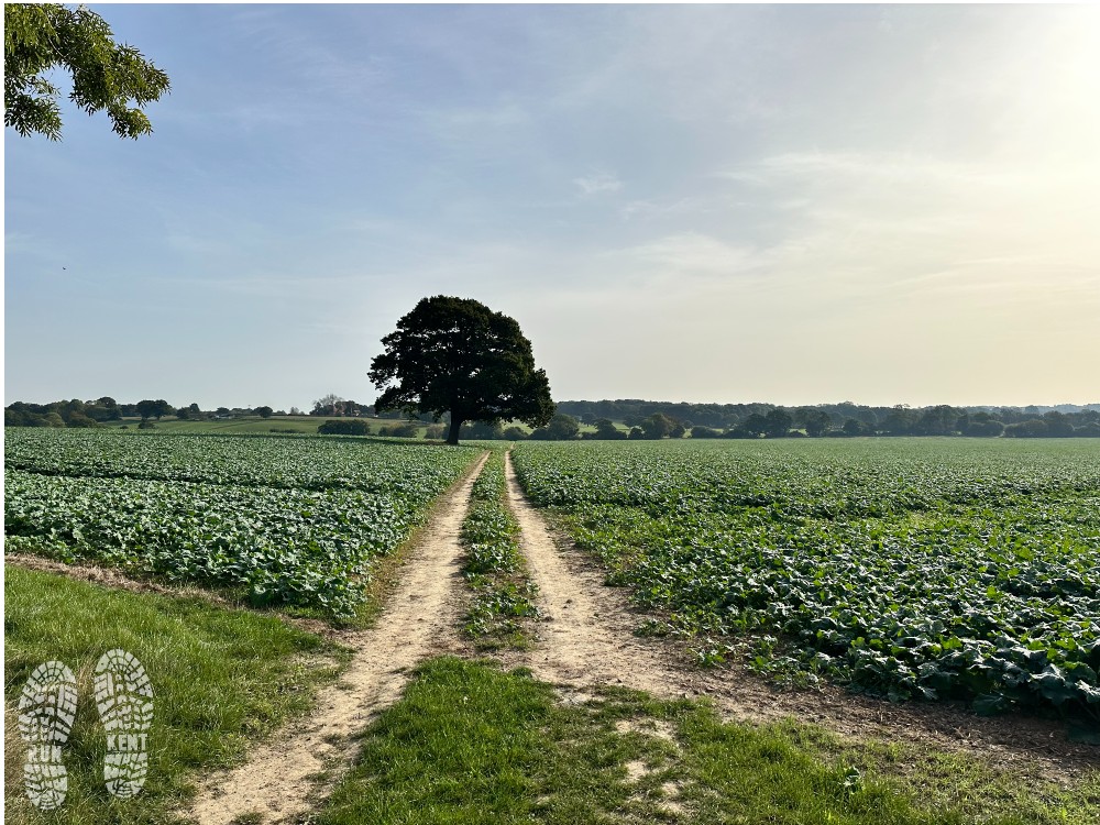 Run Kent UK tweet media