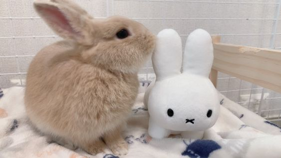 lovesickdoe's tweet image. miffy &amp;amp; bunnies