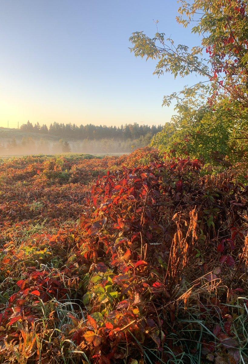 Fall mornings!  So much to be thankful for! #fortunecovetravels #pei 🦃