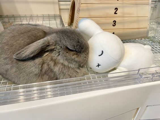 lovesickdoe's tweet image. miffy &amp;amp; bunnies