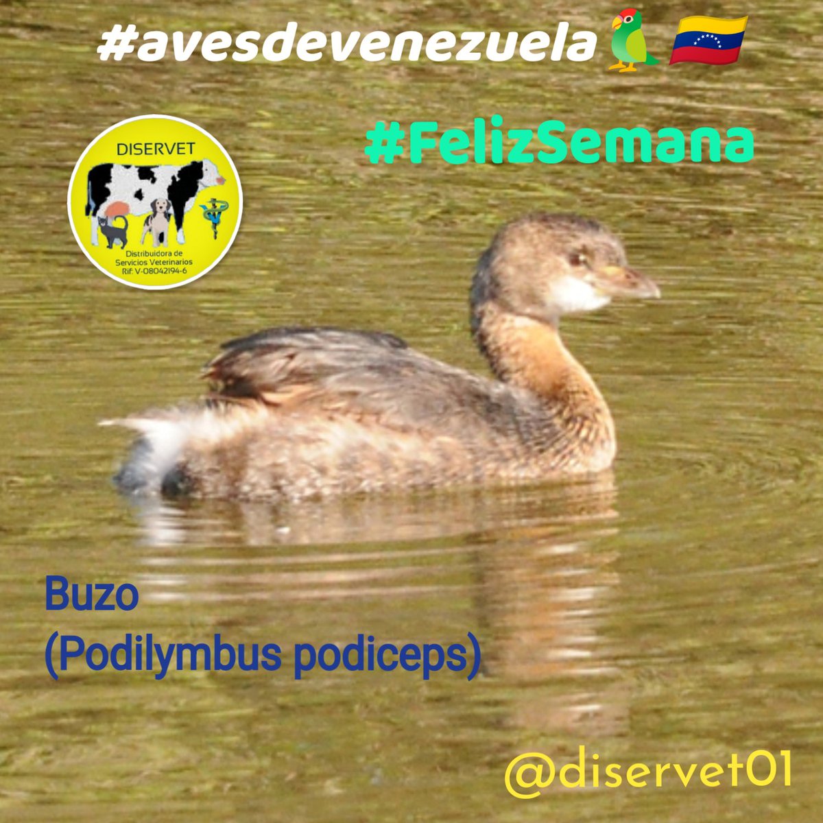 diservet01's tweet photo. Buzo
(Podilymbus podiceps)

Ave compacta, cuerpo pequeño y pico robusto. Cuerpo mas redondeado y corto que el de un pato, es un zambullidor pequeño, mide de 31-38 cm de longitud. Usualmente es de color pardo con el cuello color canela ⤵️ https://t.co/7fn2Z7ZKLi