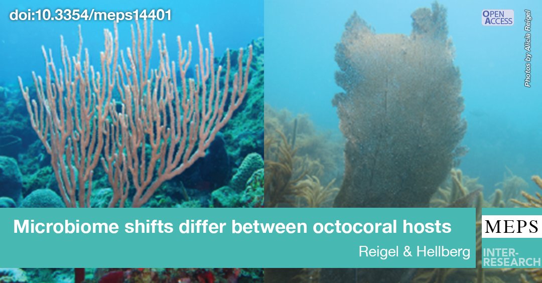 MEPS_IR's tweet photo. Potentially adaptive bacteria in #SoftCoral #Microbiomes may shuffle in response to #EnvironmentalChanges, but the research presented by Reigel & Hellberg suggests that most changes to microbiomes are likely constrained by host genetics
https://t.co/y3q84PIAC7 https://t.co/a4rPNPW4W1