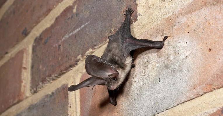 RoofingToday's tweet photo. A property developer has been fined for stripping a #roof where #bats roosted, installing the wrong roof #underlay &amp; failing to install bat access tiles. Read more: https://t.co/LT36CgALeL #roofing @NaturalEngland #batprotection https://t.co/DmyTDCpI8G