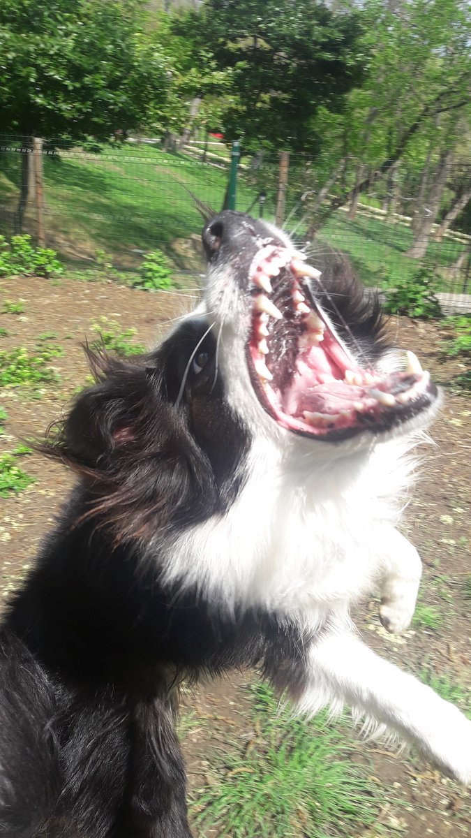 Bir dangalak ;
Klimalı ofisinde sokak köpeklerine el sallıyorsun,şömine başında süs köpeğini seviyorsun demişti.
Doğal klimalı,boğaz manzaralı ofisim vardı bir zamanlar.
Yanımda ise süs köpeği.
Şömine başındakileri daha sonra paylaşırım