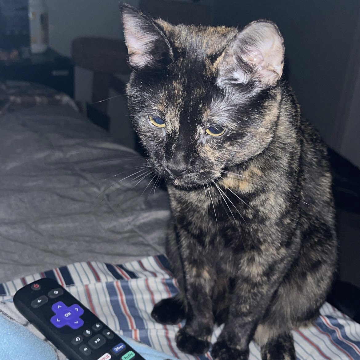 On Saturday I get to see my cat for the first time in 3 and a half months