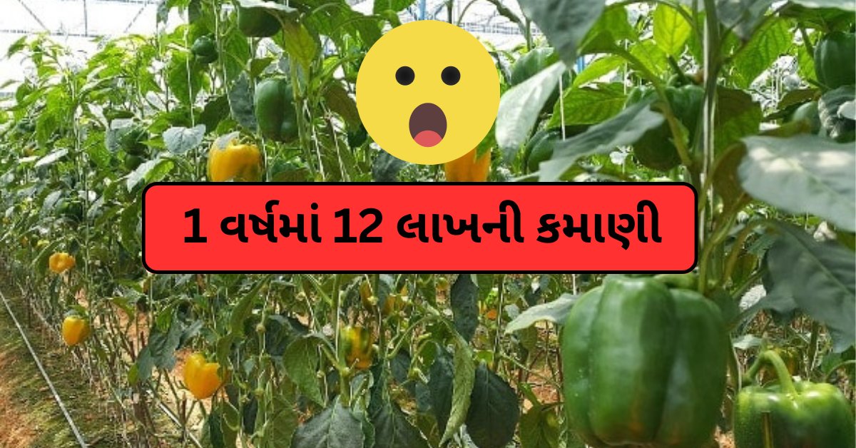 PMviroja's tweet photo. એક વર્ષમાં કરો 12 લાખ સુધીની કમાણી,કરો આ ખાસ પાકની ખેતી ( Earn 12 lakh in 1 year by cultivating this special crop ) 

વધુ માહિતી માટે અહીં ક્લીક કરો
https://t.co/KYnnN9IBcS

#earn #farming #khetivadi #capsicum #cultivatingspecialcrop #agriculture #agriculturefarming https://t.co/nrydSfdSSS