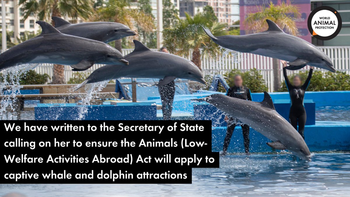 We were thrilled the Animals (Low-Welfare Activities Abroad) Bill became law last month. Now, along with 23 other NGOs, we have written to the Secretary of State @theresecoffey calling on her to ensure that the Act will include whale and dolphin attractions.
