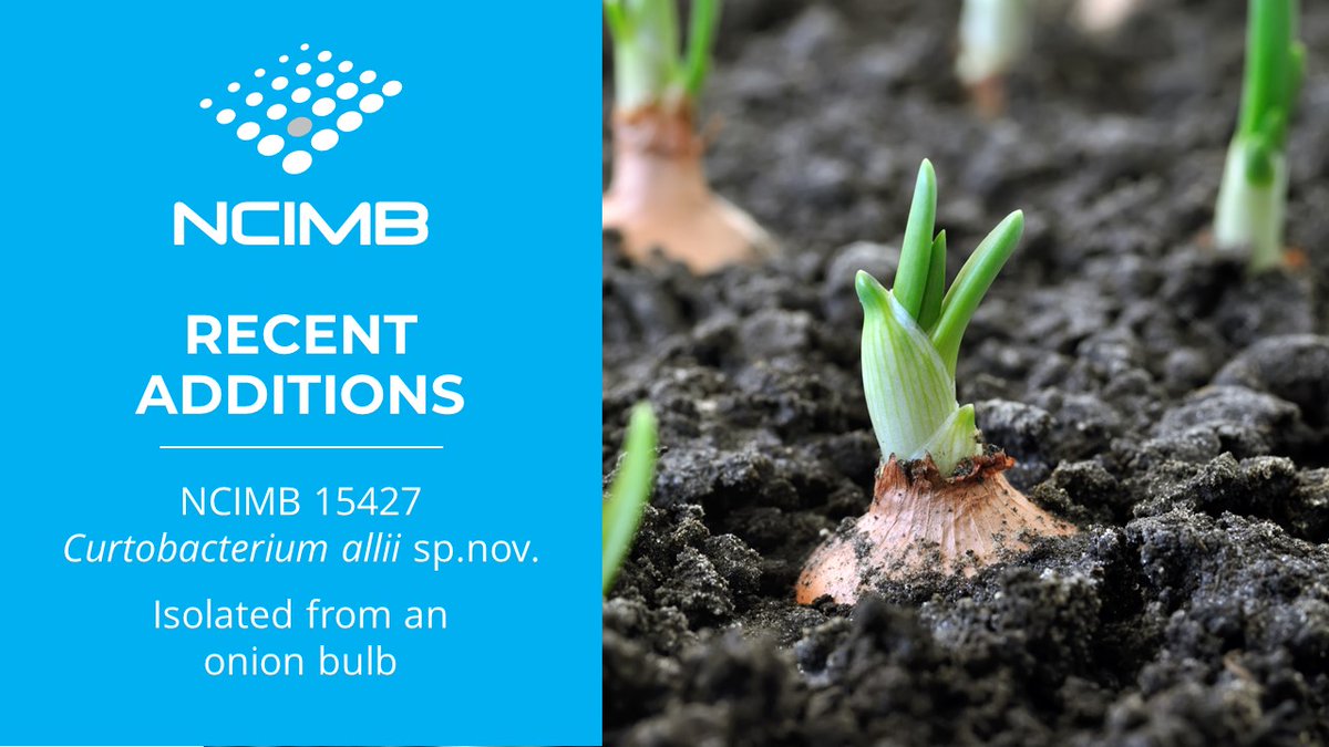 NCIMB Ltd (@ncimb) on Twitter photo Recent additions to the National Collection of Industrial, Food and Marine Bacteria include NCIMB 15427 Curtobacterium allii, an actinobacterial pathogen causing onion bulb rot, deposited at NCIMB by researchers from <a href="/TAMU/">Texas A&M University</a> <a href="/txextension/">Texas A&M AgriLife Extension Service</a> ow.ly/2Zcw50PTuvb Recent additions to the National Collection of Industrial, Food and Marine Bacteria include NCIMB 15427 Curtobacterium allii, an actinobacterial pathogen causing onion bulb rot, deposited at NCIMB by researchers from <a href="/TAMU/">Texas A&M University</a> <a href="/txextension/">Texas A&M AgriLife Extension Service</a> ow.ly/2Zcw50PTuvb