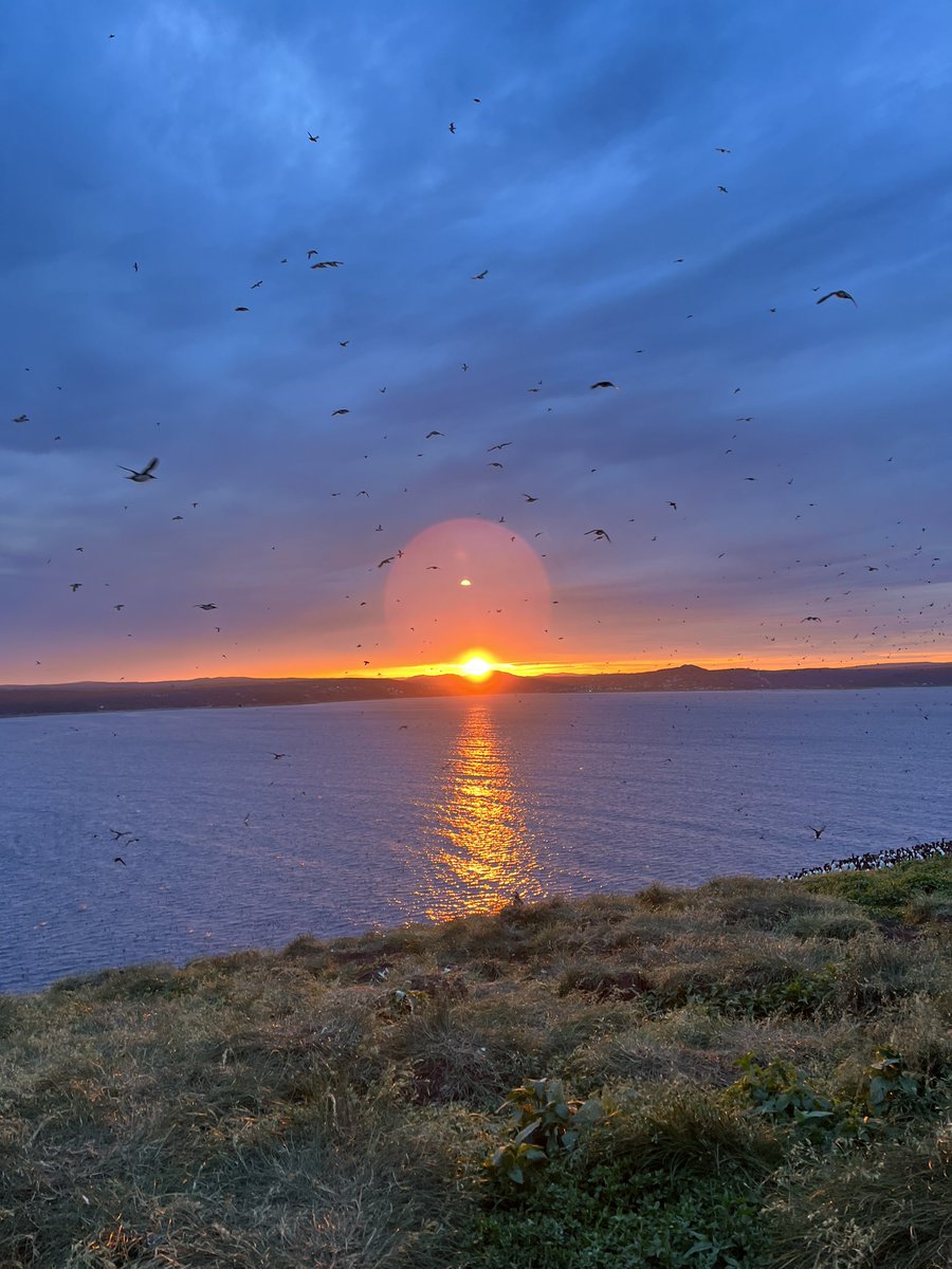 And just like that my first field season on Gull Island is done! #LeachsStormPetrel