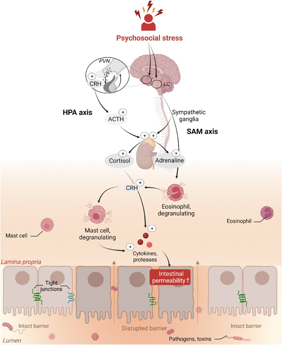 Marcus Böhme (@boehmemarcus) on Twitter photo Psychosocial stress-induced intestinal permeability in healthy humans: What is the evidence?
Excellent review by <a href="/daniquelatorre/">Danique La Torre</a> <a href="/labgas_kuleuven/">Laboratory for Brain-Gut Axis Studies</a> <a href="/VanuytselTim/">Tim Vanuytsel</a> <a href="/DigaLab/">Laboratory of Digestion and Absorption</a>
sciencedirect.com/science/articl… Psychosocial stress-induced intestinal permeability in healthy humans: What is the evidence?
Excellent review by <a href="/daniquelatorre/">Danique La Torre</a> <a href="/labgas_kuleuven/">Laboratory for Brain-Gut Axis Studies</a> <a href="/VanuytselTim/">Tim Vanuytsel</a> <a href="/DigaLab/">Laboratory of Digestion and Absorption</a>
sciencedirect.com/science/articl…