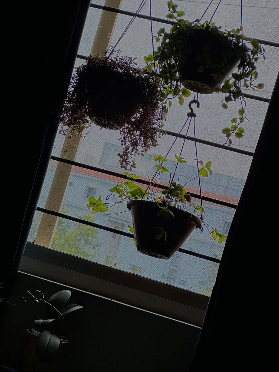 vrundavs's tweet photo. My #windowplants after the beautiful afternoon rains π§οΈ
#RainyDays https://t.co/Zhwt19kvBq