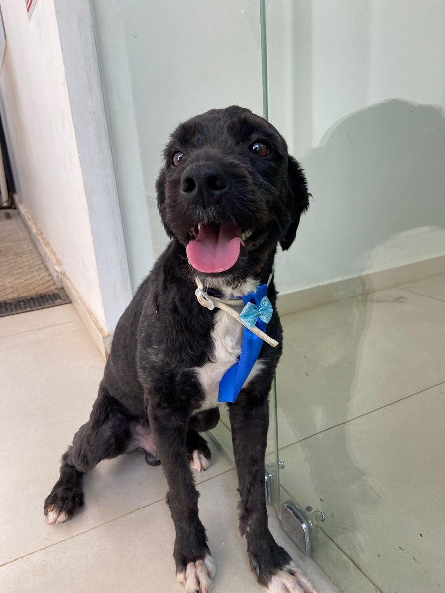 dameunapatapy's tweet photo. NEGRI en adopción responsable 🤍 Machito de aprox 1 año y medio, es sano, está castrado, desparasitado. Es súper amoroso y juguetón! Se lleva bien con otros perros y es de tamaño mediano. 

Para adoptarlo: 0971-111-939 solo WhatsApp https://t.co/IFYjQfWvwH