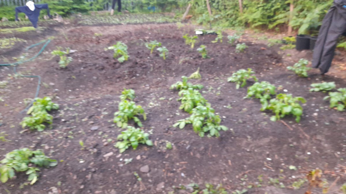 UWASocialEntpr's tweet photo. Through our allotment in Sheffield, the people we support have been able to successful cultivate various vegetables most from Sub-Saharan countries and feed over 100 families of underprivileged communities we support. https://t.co/vpvfdTgM5j