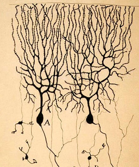 NeuroWoodworks (@neurowoodworks) on Twitter photo #GIVEAWAY in collaboration with <a href="/Proteintech/">Proteintech Group</a>. The winner will receive this walnut wood purkinje neuron inspired by Cajal's work.
To enter:
๐ฌfollow <a href="/Proteintech/">Proteintech Group</a> + <a href="/NeuroWoodworks/">NeuroWoodworks</a>
๐ฌlike this post and RT
๐ฌ tag your labmate #GIVEAWAY in collaboration with <a href="/Proteintech/">Proteintech Group</a>. The winner will receive this walnut wood purkinje neuron inspired by Cajal's work.
To enter:
๐ฌfollow <a href="/Proteintech/">Proteintech Group</a> + <a href="/NeuroWoodworks/">NeuroWoodworks</a>
๐ฌlike this post and RT
๐ฌ tag your labmate