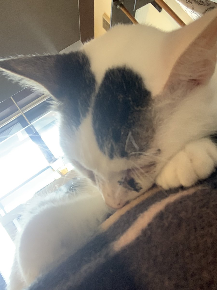 すやすやくまちゃん
良い夢を🌙*ﾟ

#ミーシス
#ねこかつ