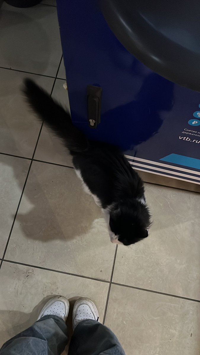 _cvpellv__'s tweet photo. Никто кота не терял? #рт #ретвит https://t.co/EfqKgl1irQ