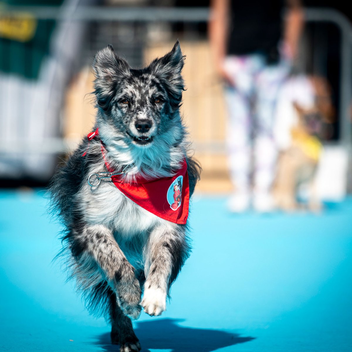 SaloneCamper's tweet image. Il tempo scorre in fretta quando ci si diverte insieme. La quattordicesima edizione del Salone del Camper è volata, ma ci ha regalato momenti indimenticabili. Ecco qualche scatto memorabile.

Vi aspettiamo l'anno prossimo, dal 14 al 22 settembre.