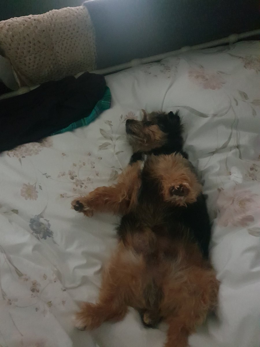 bo_boesbear's tweet photo. Dis is me right now #MondayLieIn on der #BigBed π€π€π€ https://t.co/lcT9YR8JkS
