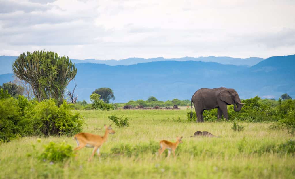 kaharadan's tweet photo. We give the best services when it comes to touring. Travel with experienced guides. Let's explore the Pearl together. We are @Safaris256
#ExploreUganda #Tourism
#ExploreQueenElizabeth
#KamuntuSafaris https://t.co/b4igQMvWlg