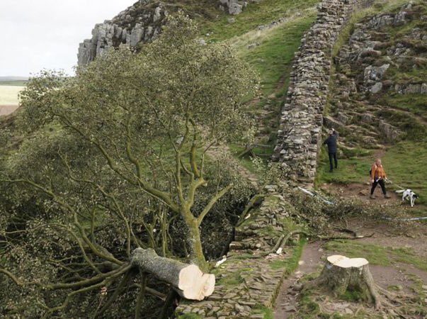 TedUrchin's tweet photo. Like many millions around this country I daresay, the felling of this magnificent and solitary tree continues to upset me.
I can’t help but feel it is like a metaphor for Tory Britain - vandalised, chopped down, fallen.
#RobinHoodTree https://t.co/EivbbdzyS6