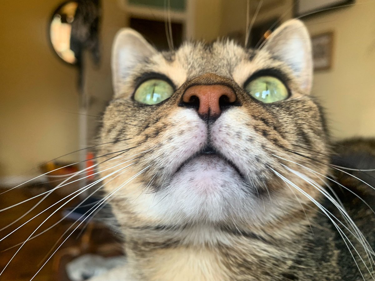 Gini Simpson she/her tweet media