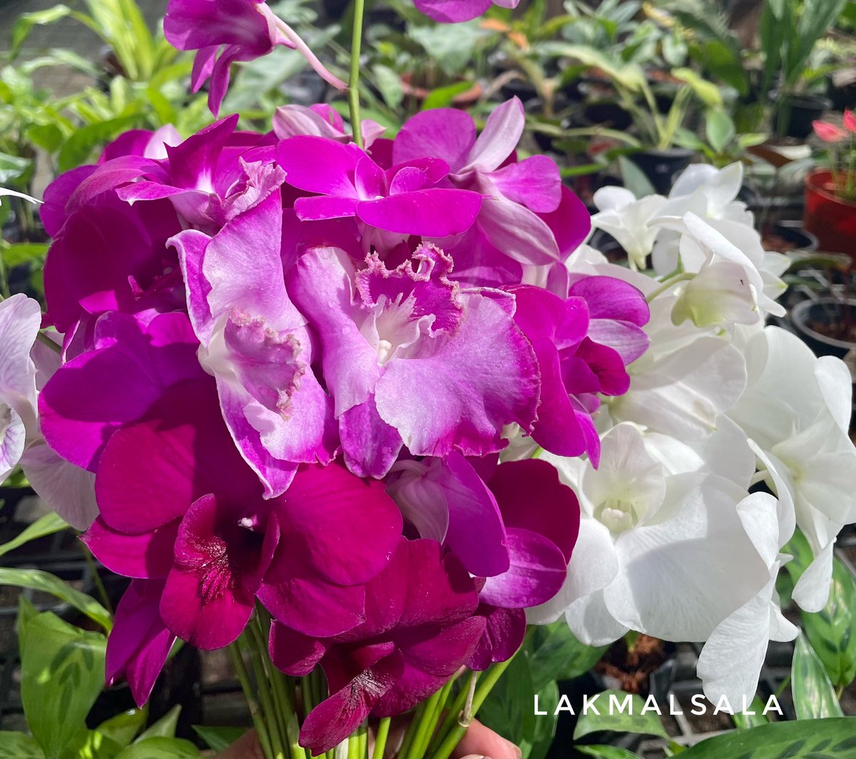 Available cut flowers at Lakmalsala - Colombo 4
#ලක්මල්සල #lakmaluyana #lakmalsala #floralarrangments #cutflowers #orchids