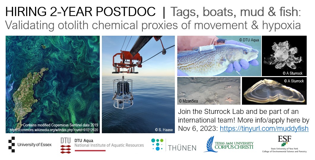📢NEW #POSTDOC📢 All the hashtags! #hypoxia, #tags, #boats, #FishSci, #mud, #otolith & eye #lens #isotope chemistry in the #Baltic⛴️🐟👀 Work with @otolithgirl, @DrNatalieHicks, Karin Hüssy, Karin Limburg & @BenDW. Deadline Nov 6. More info: tinyurl.com/muddyfish @EssexLifeSci