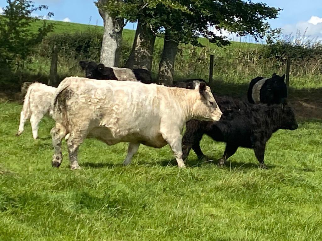 2 OTM White Galloway coming in on Wednesday! 

These beautiful OTMs are coming from Caroline Montgomerie at Lessnessock  Galloways. These Pedigree White Galloways are run on a grass based system and fed silage in the winter.