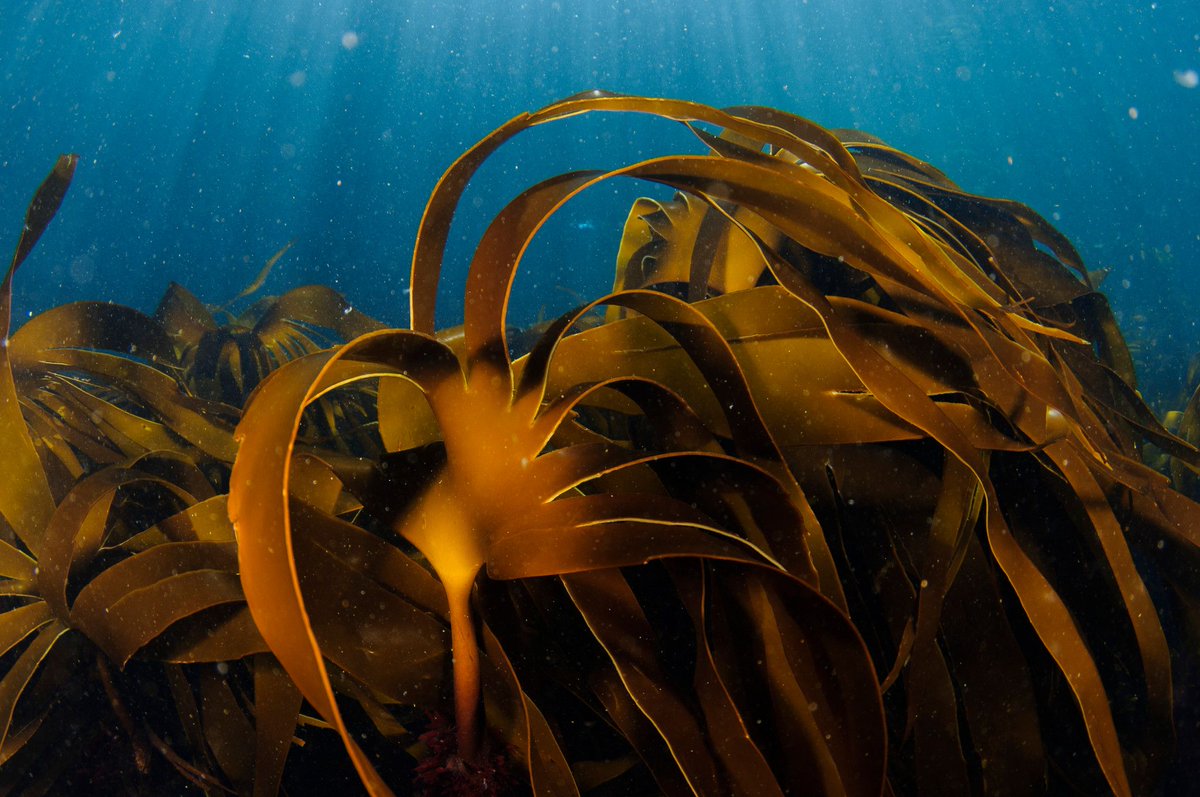 Happy #WorldHabitatDay! UK seas are full of incredible kelp forests, stunning seagrass meadows & more.

Yet highly destructive bottom trawling is allowed in >90% of our offshore marine 'protected' areas.

We are calling on the govt to END this barbaric destruction of our ocean.