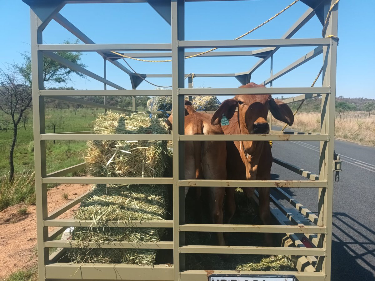 Dorsil Livestock and Logistics! tweet media