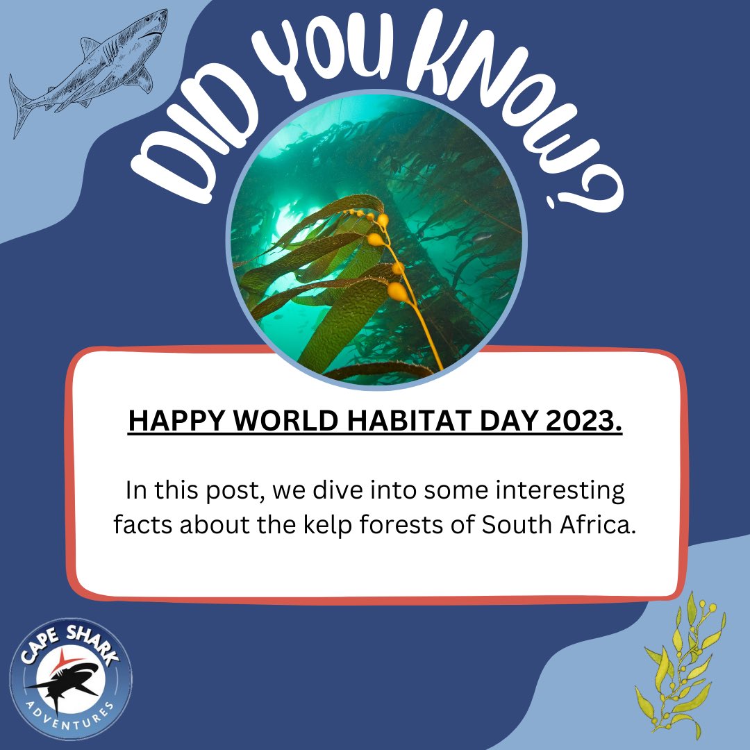 Happy #WorldHabitatDay! 🌍

#Kelpforests are the hidden gems of our #oceans, providing a vital sanctuary for countless #marine #species, including the majestic sevengill #sharks that we sometimes encounter. 🌿🌊

Read more: instagram.com/p/Cx47qd6Kpd5/…

#saveoursharks