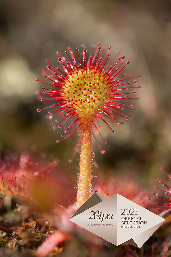 TinaClaffey's tweet photo. Delighted to see that my little Sundew received an Honorable Mention in the @iphoto_awards !!
@LandmarksDublin @CCWPeatlands @PeatlandConserv @CurrachBooks Details here: https://t.co/gzPYniNJU9 https://t.co/Un82egAQ9h