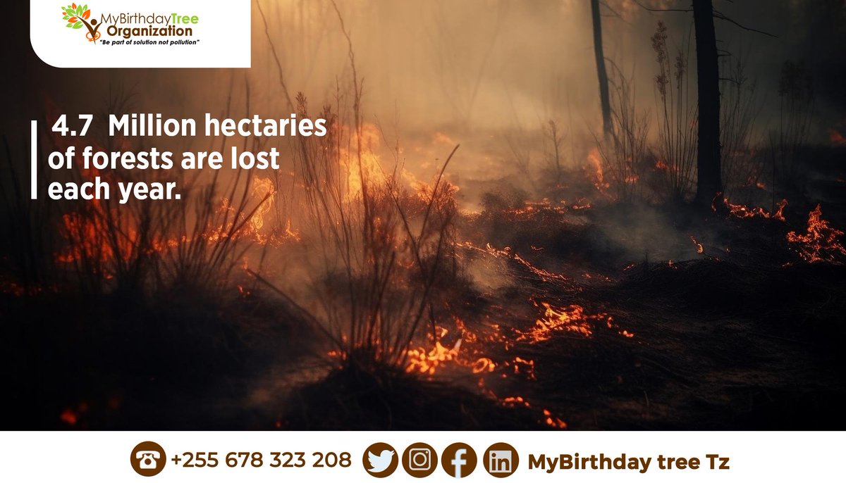 Mybirthdaytree2's tweet photo. The world's forest ecosystem is in danger due to both natural and man induced factors. The forest ecosystem is important for climate change mitigation by enhancing carbon sink. Call for action is needed to protect this sensitive ecosystem for climate change mitigation.
#MBTO https://t.co/SB0UsAsrv8