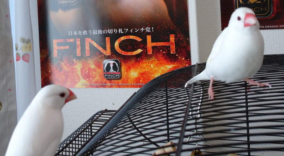 ukureremandan's tweet photo. 【拡散希望】
文鳥を不注意で逃がしてしまいました。
場所 京都市山科区勧修寺

文鳥は3歳の大人です。
自分だけは逃がすことは無いと奢りたかぶっていました。申し訳ありません。 https://t.co/HELC3icdMs