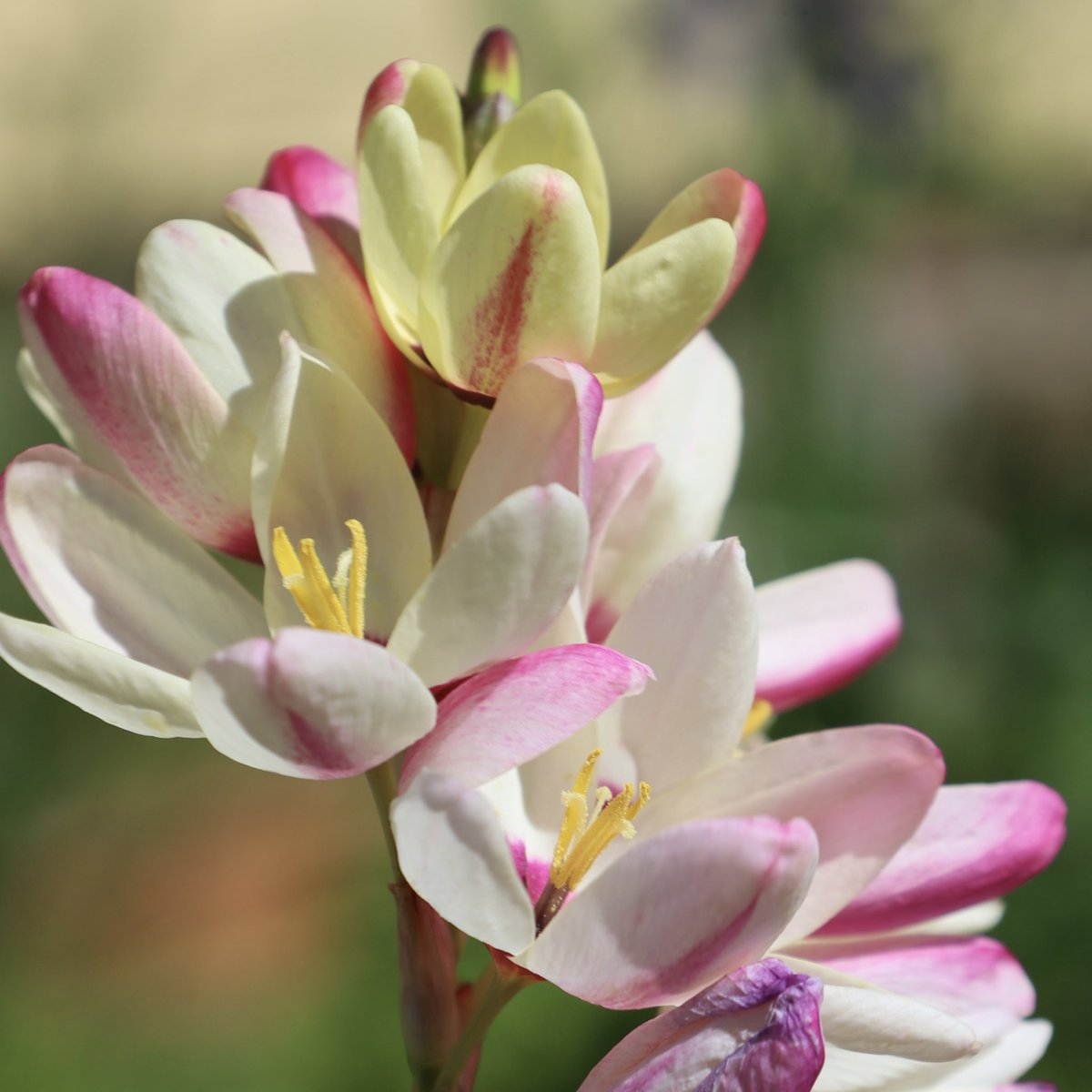 Loretta Lohberger tweet media