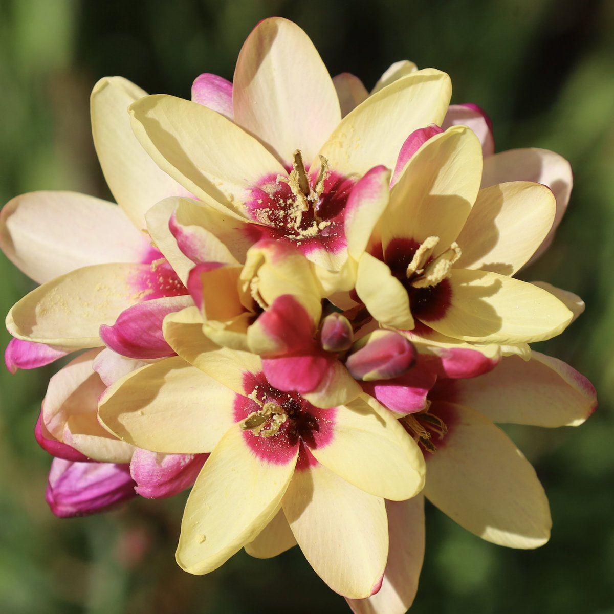 Loretta Lohberger tweet media