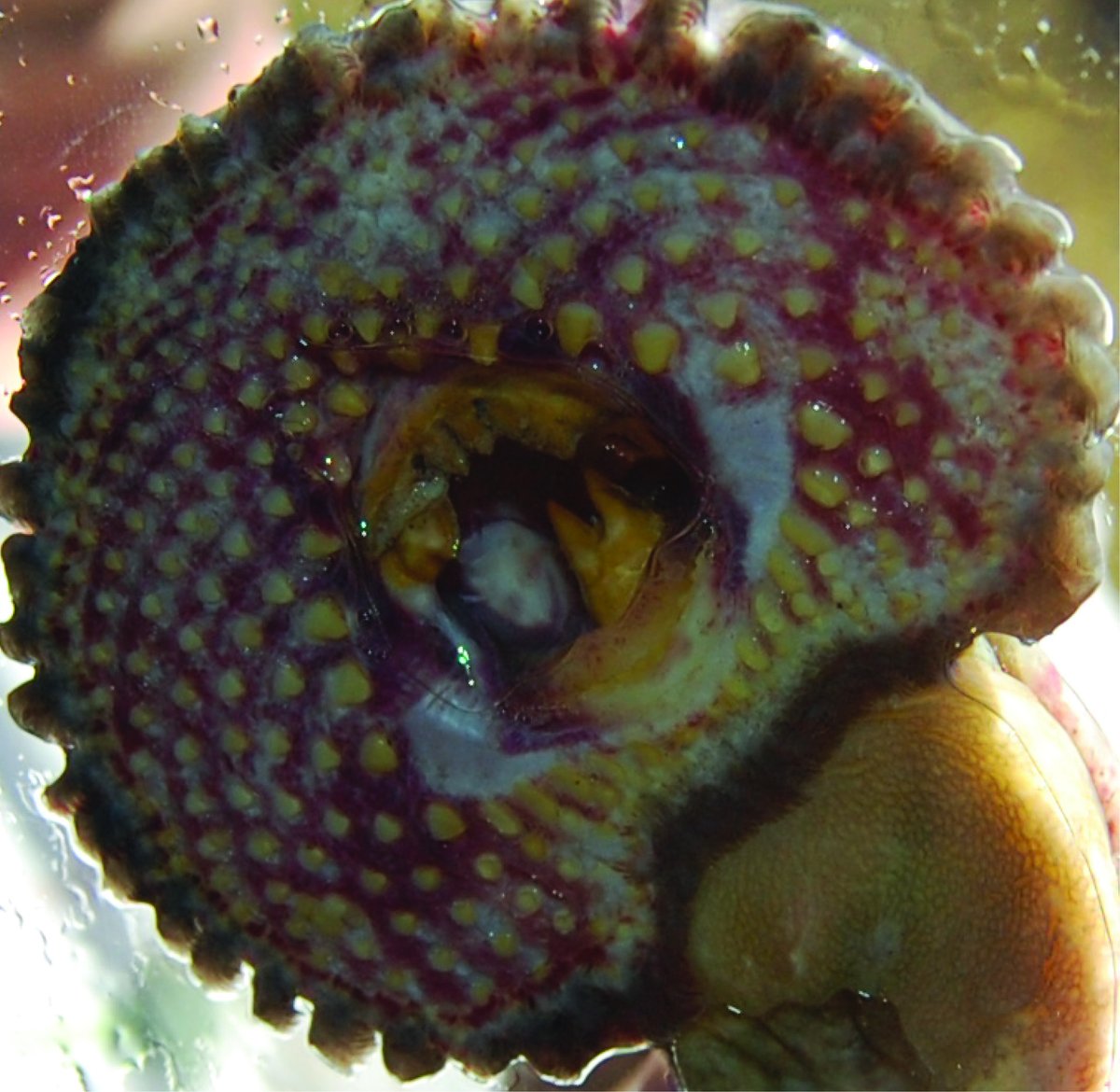 Freshwater Fish (@freshfishmurd) on Twitter photo Check out our recent publication on "The Pouched Lamprey (Geotria australis Gray, 1851) in Mediterranean streams of the Southern Hemisphere"
doi.org/10.29094/FiSHM…
<a href="/MUniResearch/">Murdoch University Research</a> <a href="/FishFisheries/">Fish and Fisheries</a> Check out our recent publication on "The Pouched Lamprey (Geotria australis Gray, 1851) in Mediterranean streams of the Southern Hemisphere"
doi.org/10.29094/FiSHM…
<a href="/MUniResearch/">Murdoch University Research</a> <a href="/FishFisheries/">Fish and Fisheries</a>
