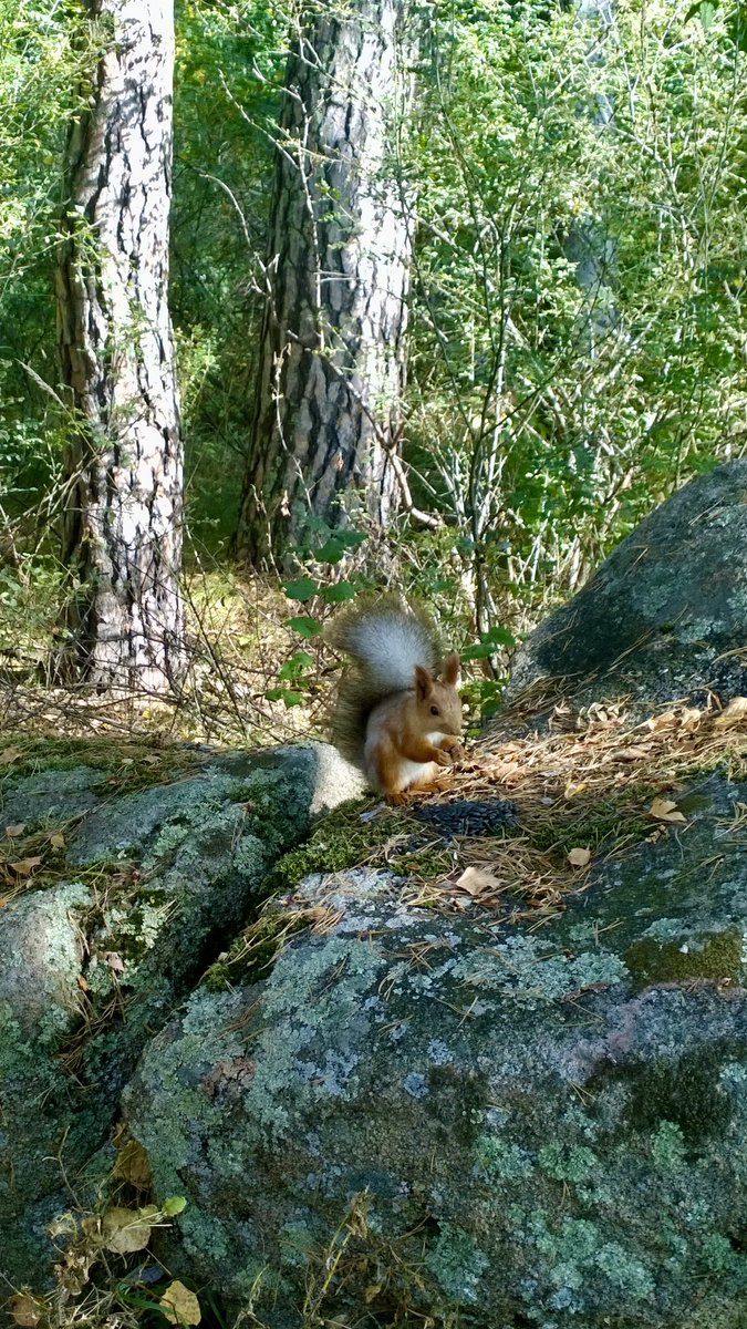 vivalben's tweet photo. @SaineThina Hier ein hungriges und fotogenes #eichhörnchen vor ein paar Jahren im kasachischen Wald. 🌳 https://t.co/gW3JLT5lxd