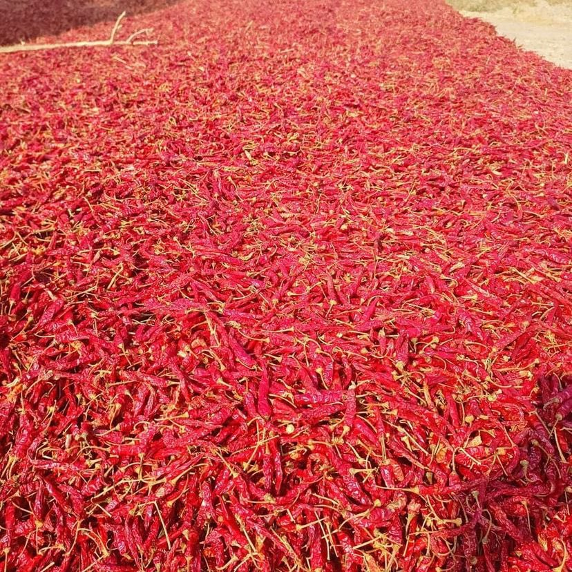 michaellugola's tweet image. #Redchilli #Exports